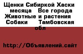Щенки Сибиркой Хаски 2 месяца - Все города Животные и растения » Собаки   . Тамбовская обл.